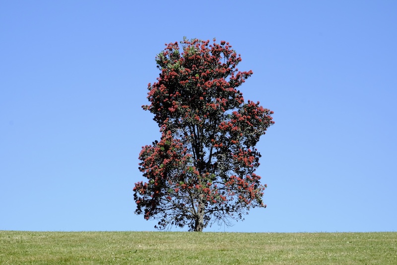 A green pōhutukawa tree, with bright red flowers, on top of a hill.