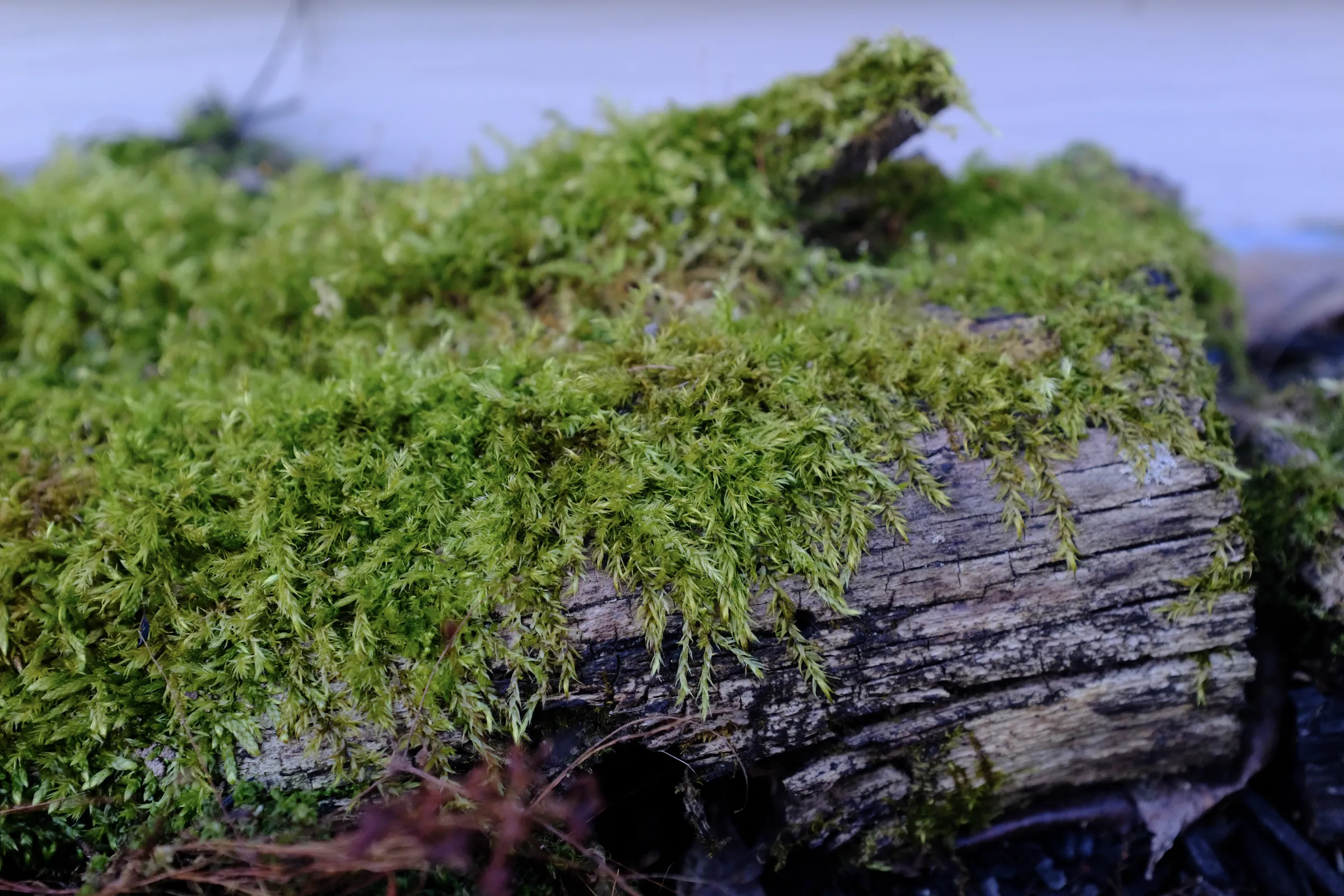 Thick, bright green moss covers a wooden log.