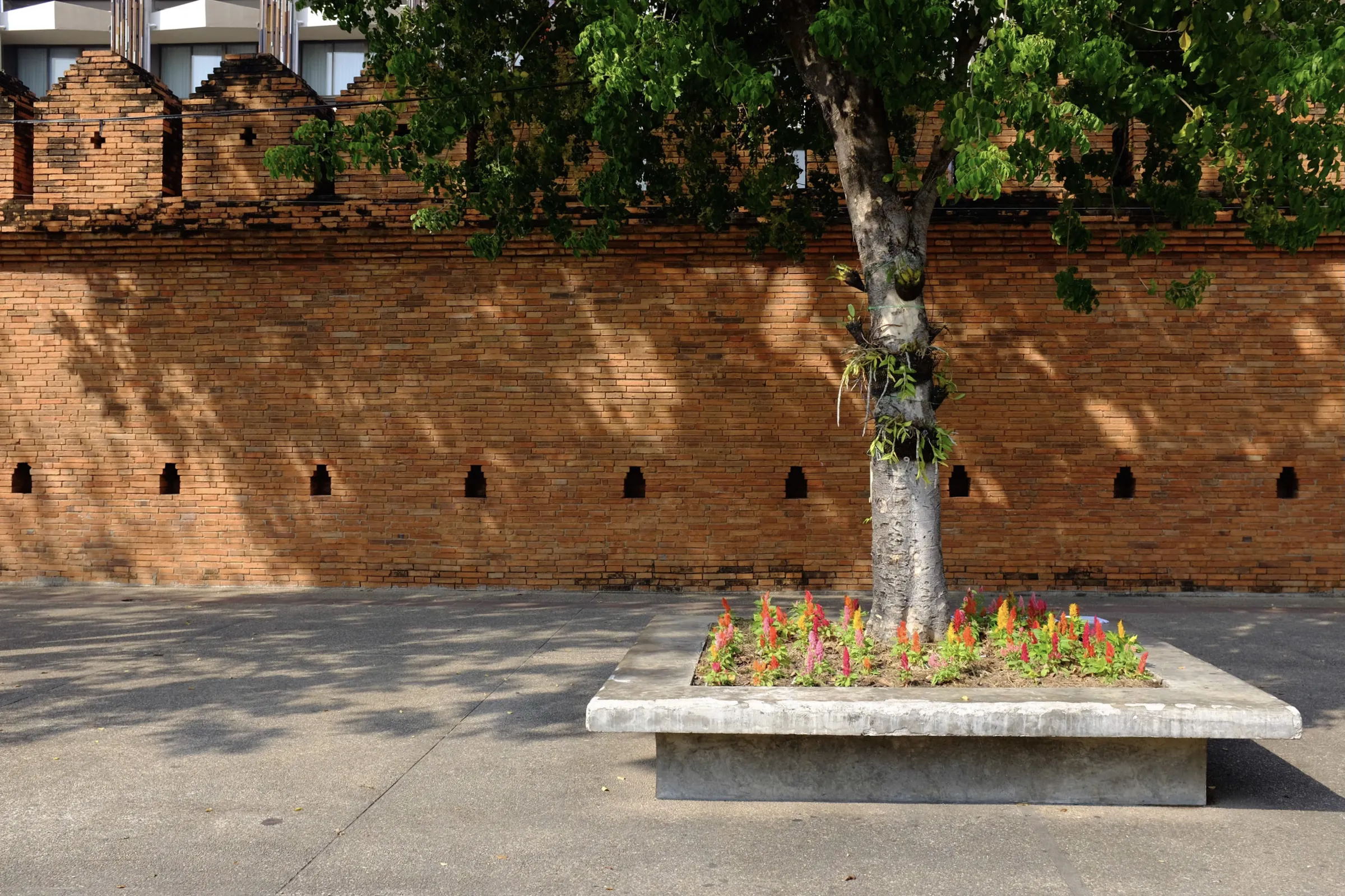 A tree sits in front of a thick, red brick wall, shading the flowers and the bench beneath.