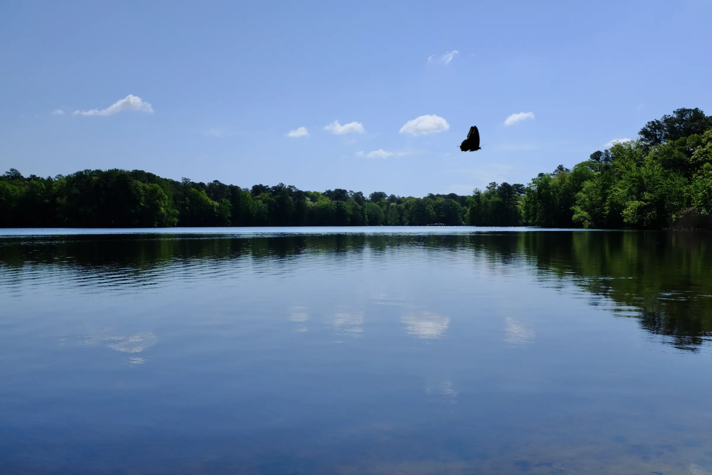 A blue sky and a bright green tree line reflecting on the still water below, a butterfly glides across the foreground. Taken at Trap Pond State Park in Delaware.