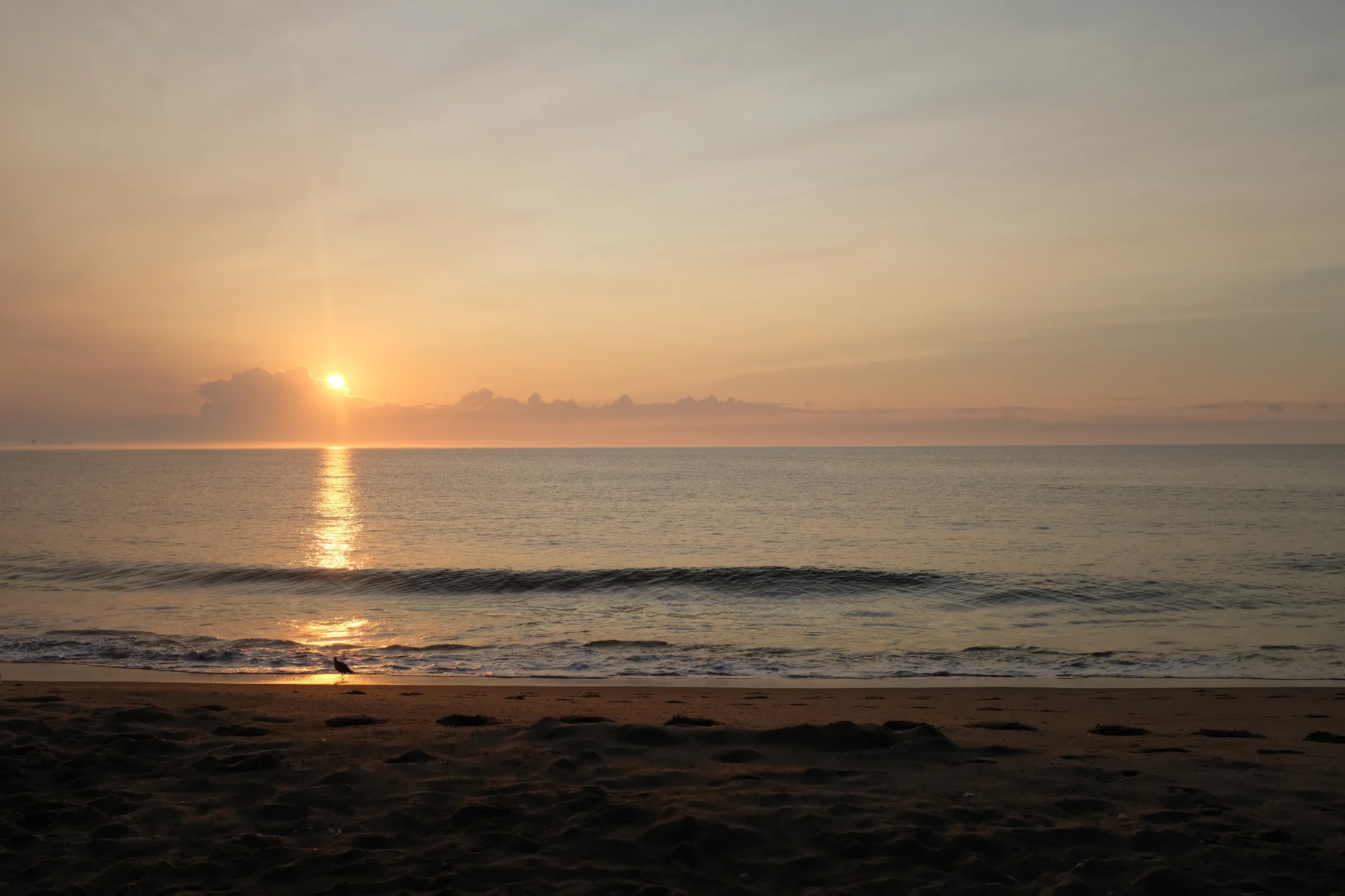 An orange sun, peaking above the clouds, rising over the beach in Rehoboth, Delaware. A shorebird stands on the sand in the light.