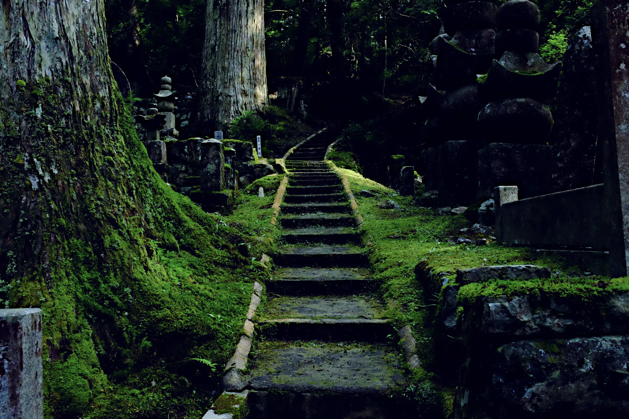 Bright green moss grows around and on top of a staircase, winding up a small hill in Okuno-in cemetery in Koyasan, Japan.