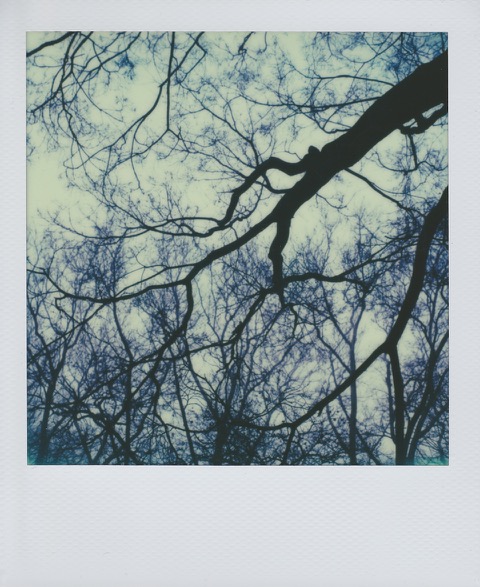 A color Polaroid of plain tree branches, nearly bare, stretching out and crossing. Photo taken in Queens, New York City, USA.