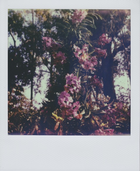 A color Polaroid photograph purple orchids with lush green leaves. Photo taken in Bangkok, Thailand.