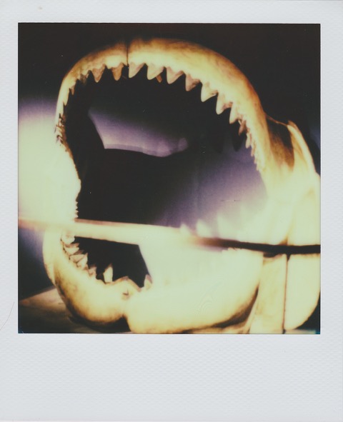 A color Polaroid photograph of a large shark's jaw in a museum exhibit. Photo taken in Anytown, New Jersey, USA.