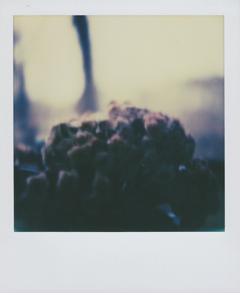 A blurry color Polaroid photograph a green-leafed potted plant with purple flowers. Photo taken in Queens, New York City, USA.