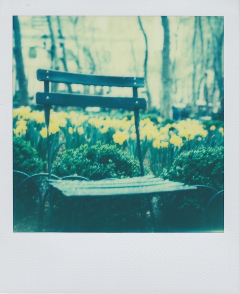 A color Polaroid photograph of a steel-framed, wooden chair in front of small green, leafy bushes and many yellow tulips. Photo taken in Manhattan, New York City, USA.