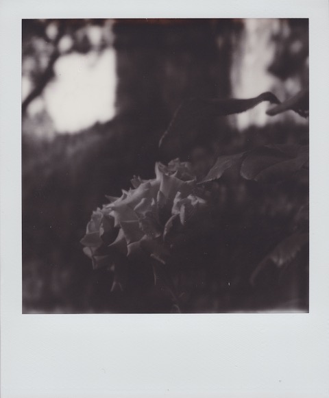 A monochrome Polaroid photograph of small flower. In the background the trunk of a blurry, vine-wrapped tree. Photo taken in Queens, New York City, USA.