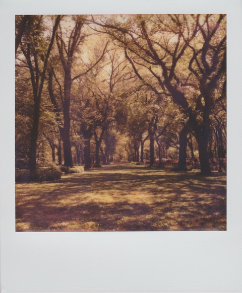 A color Polaroid photograph of long path in a park. Overhead, enormous trees form a canopy over the walkway with green leaves. Photo taken in Manhattan, New York City, USA.