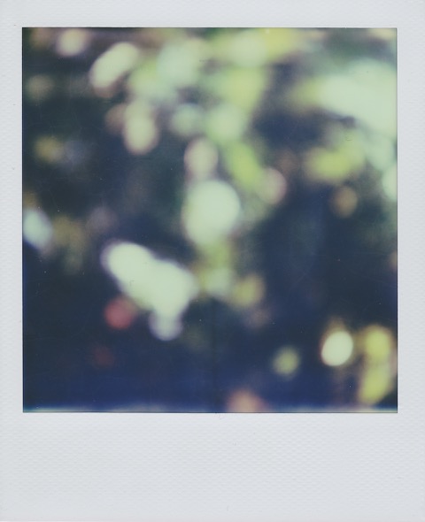 A blurry color Polaroid photograph of flowers and green leaves. Photo taken in Bangkok, Thailand.